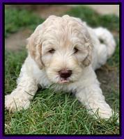 Ivory Dansby pups 7 wks old 131