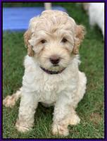 Ivory Dansby pups 7 wks old 141
