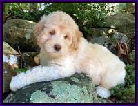 Ivory Dansby pups 8 wks old 101
