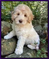 Ivory Dansby pups 8 wks old 91