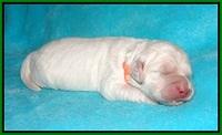Ivory Dansby pups 1 wk old 121