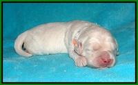 Ivory Dansby pups 1 wk old 131