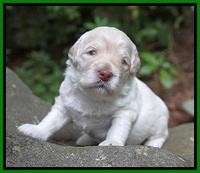 Ivory Dansby pups 2 wk old 121