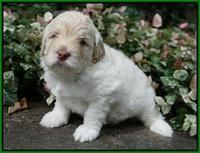 Ivory Dansby pups 4 wks old 221