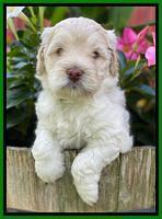 Ivory Dansby pups 5 wks old 181