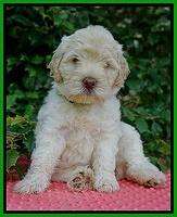 Ivory Dansby pups 6 wks old 121