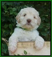 Ivory Dansby pups 6 wks old 141