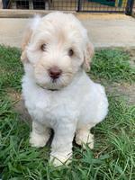 Ivory Dansby pups 7 wks old 161