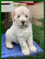 Ivory Dansby pups 7 wks old 171