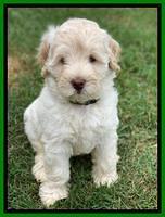 Ivory Dansby pups 7 wks old 191