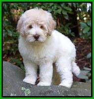 Ivory Dansby pups 8 wks old 11