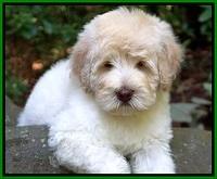 Ivory Dansby pups 8 wks old 21