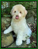 Ivory Dansby pups 8 wks old 61