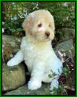 Ivory Dansby pups 8 wks old 71