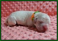 ivory Tucker newborn pictures 51