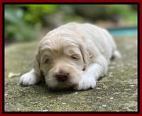 Ivory Dansby pups 3 wks old 191