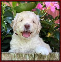 Ivory Dansby pups 5 wks old 221