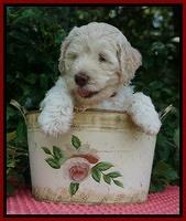 Ivory Dansby pups 6 wks old 191