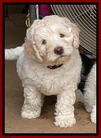 Ivory Dansby pups 7 wks old 231
