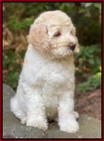 Ivory Dansby pups 8 wks old 2193
