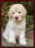 Ivory Dansby pups 8 wks old 3193