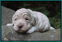 Ivory Dansby pups 2 wk old 181