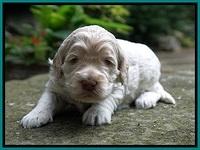 Ivory Dansby pups 3 wks old 231