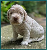 Ivory Dansby pups 3 wks old 241