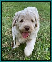 Ivory Dansby pups 5 wks old 321