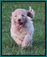 Ivory Dansby pups 7 wks old 301