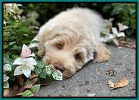 Ivory Dansby pups 8 wks old 141