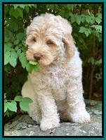 Ivory Dansby pups 8 wks old 181