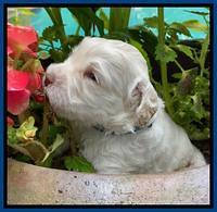 Ivory Dansby pups 3 wks old 21