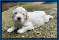 Ivory Dansby pups 3 wks old 41