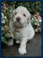 Ivory Dansby pups 4 wks old 51