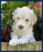 Ivory Dansby pups 5 wks old 11