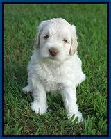 Ivory Dansby pups 5 wks old 31