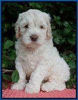 Ivory Dansby pups 6 wks old 21