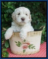 Ivory Dansby pups 6 wks old 31
