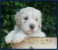 Ivory Dansby pups 6 wks old 41