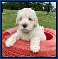 Ivory Dansby pups 7 wks old 11