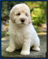 Ivory Dansby pups 8 wks old 4193