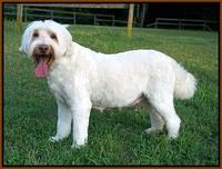 Ivory day 54 Dansby pups