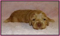 Jetta Banks pups 2 wk old 51