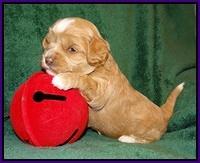 Schieman family: Zoey