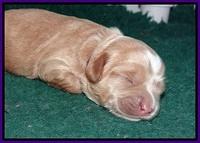 Jetta Banks pups 1 wk old 61