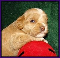 Jetta Banks pups 3 wks old 111