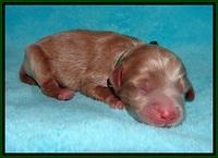 Jetta Banks newborn 51