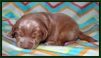 Jetta Banks pups 1 wk old 81