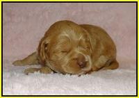 Jetta Banks pups 2 wk old 91